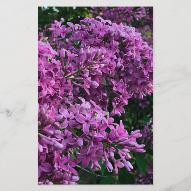 Lilases roxos cor-de-rosa | fotografia floral rosa (Frente)