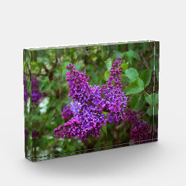 Lilases Roxos num Primavera Dia