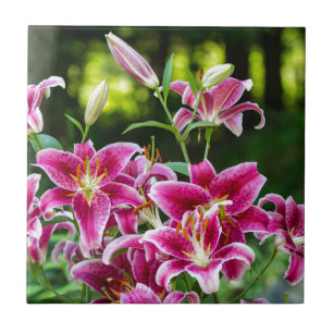 Lilies Stargazer
