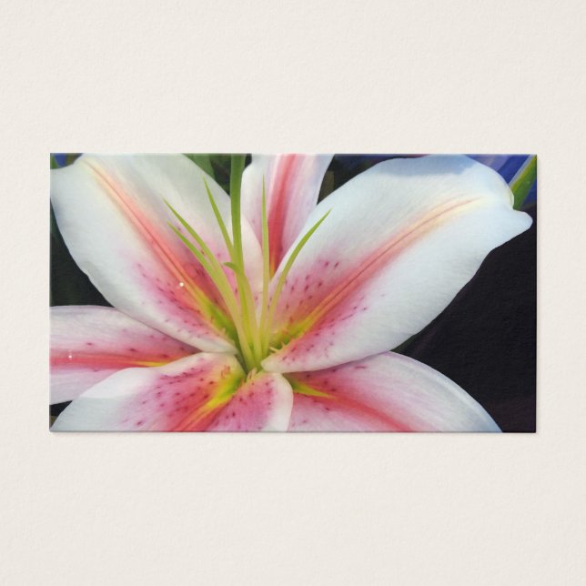 Lily (Frente)