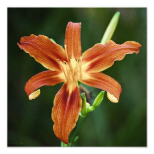 Lily 6588 Foto