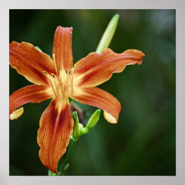 Lily 6588 Impressão (Frente)