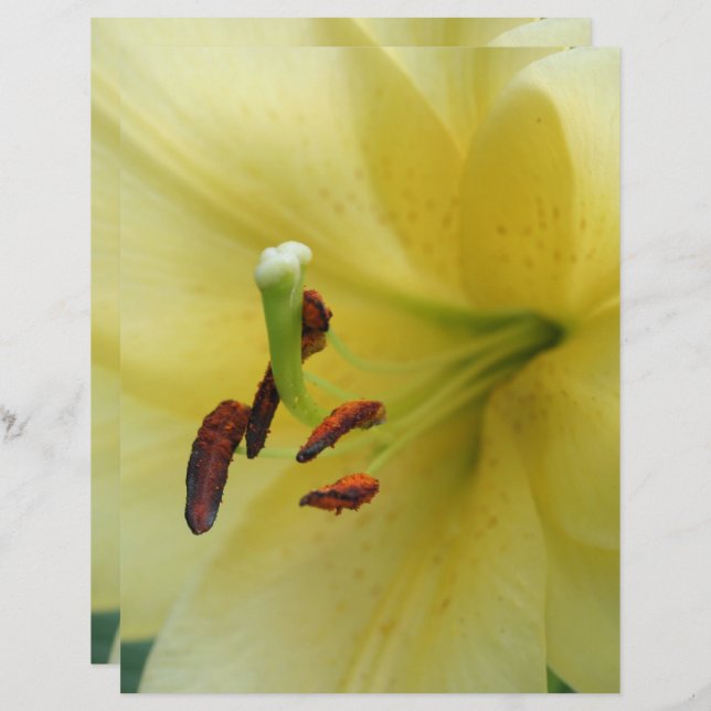 Lily Amarela Flower Feche o Papel no Livro (Frente/Verso)
