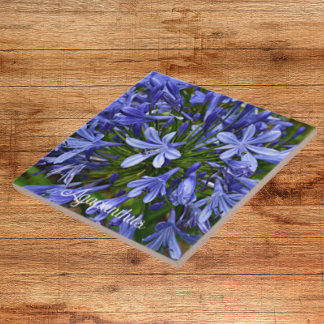 Lily Azul do Nilo Agapanthus Floral