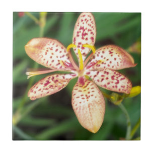 Lily Blackberry pálida de laranja pálido