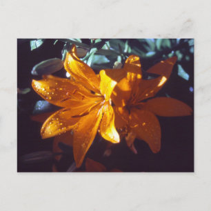 Lily   Cartão postal