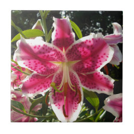 Lily clássica das flores tropicais elegantes