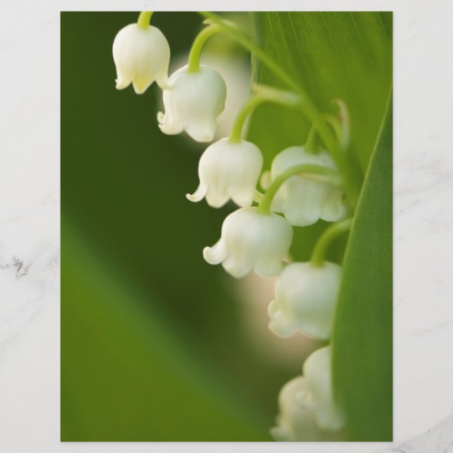 Lily da Flor do Vale (Frente)