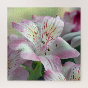 Lily da Quebra-cabeça Incas Jigsen