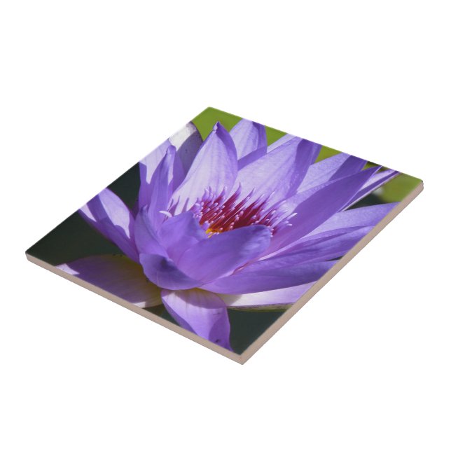 Lily de água púrpura (Lateral)