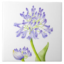 Lily do Nilo num Azulejo cerâmico