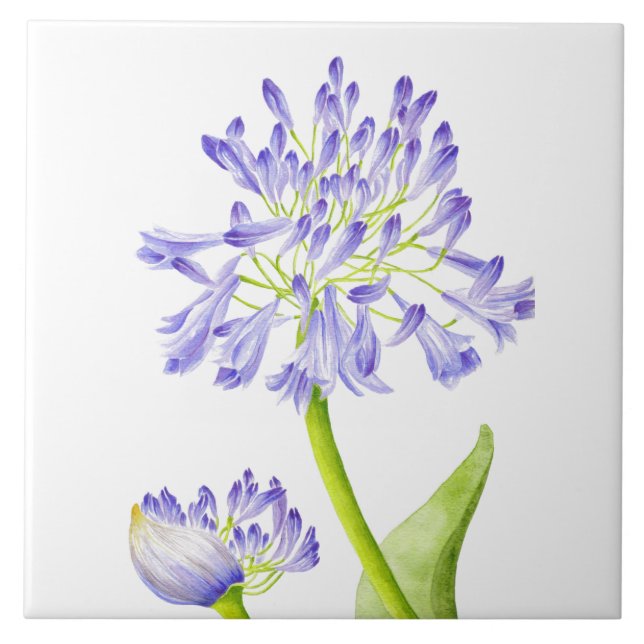 Lily do Nilo num Azulejo cerâmico (Frente)