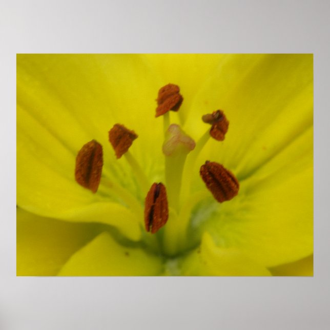 Lily Floral Impressão (Frente)
