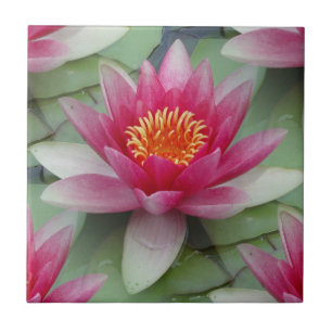 Lily Lily De Água De Lotus Rosa