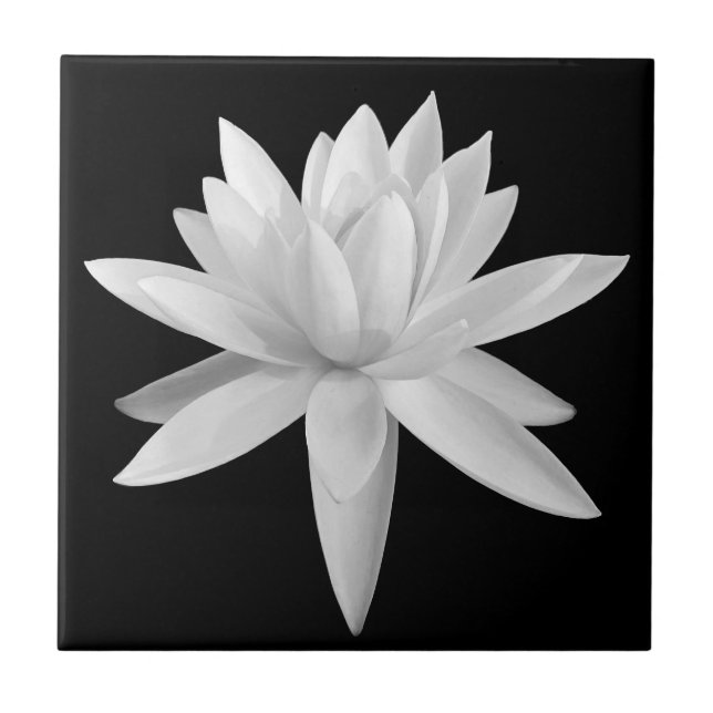 Lily Lotus Black e White Fine Art Photoshop (Frente)