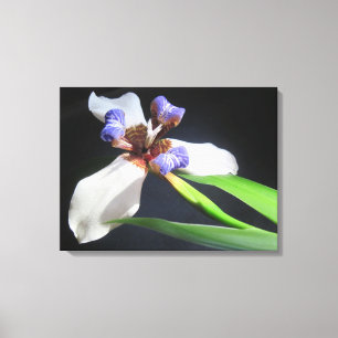 Lily On Canvas