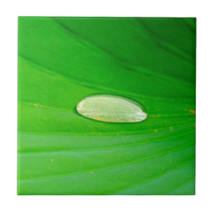 Lily Pad Cerâmica Azulejo