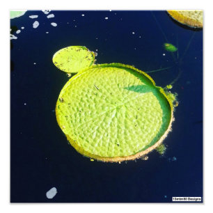 Lily Pad (Chicago) - Impressão de Foto