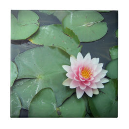 Lily Pad Flower, rosa e Azulejo de fotos verde