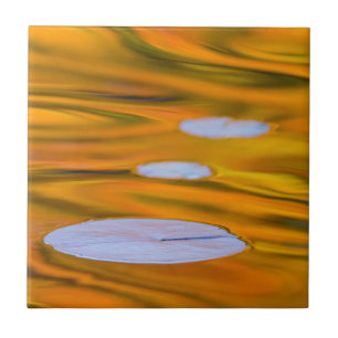Lily pad on larange water, Canadá