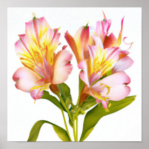 Lily Peruana Rosa Flói Impressão
