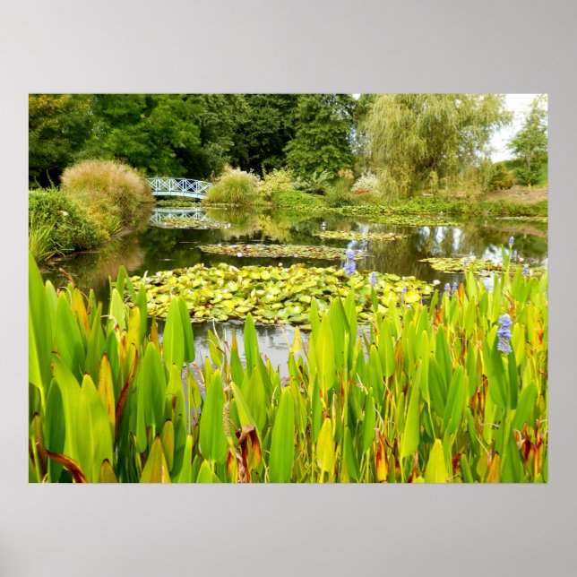 Lily Pond Poster (Frente)