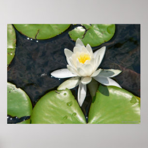 Lily Poster