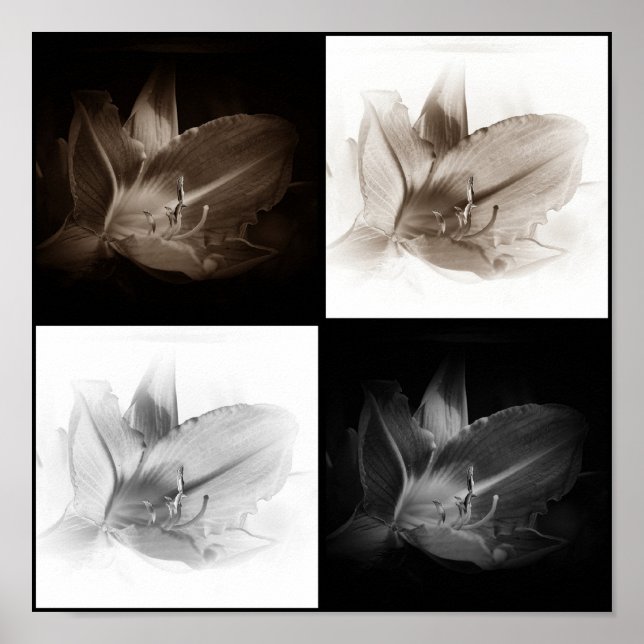 Lily Sepia e Impressão de Colagem Branca Negra (Frente)