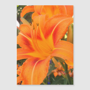 Lily Tiger no jardim