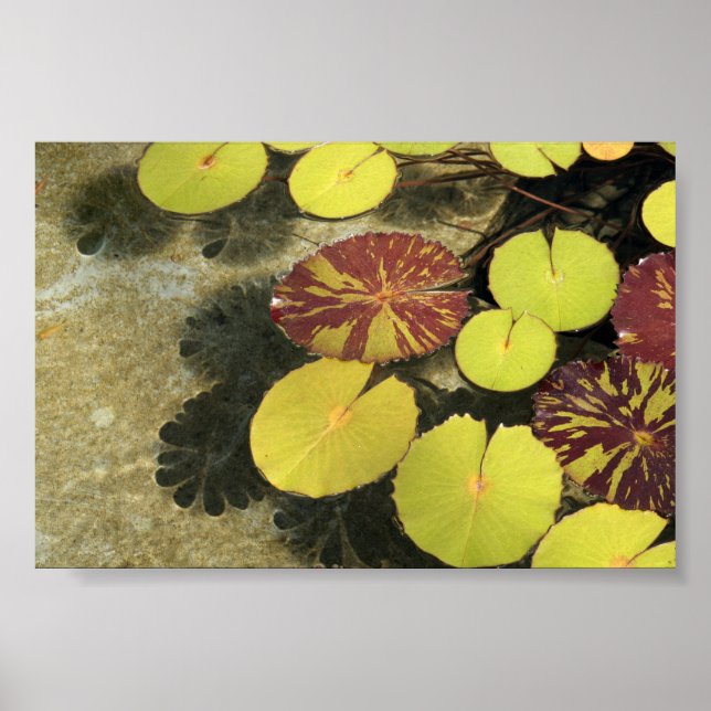 Lilypads Poster (Frente)