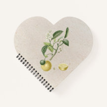 Limões De Cultivo Desenhados À Mão