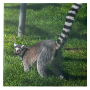 Limpar azulejo cerâmico próximo