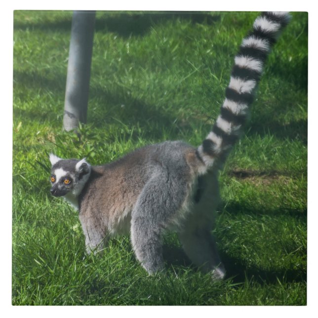 Limpar azulejo cerâmico próximo (Frente)