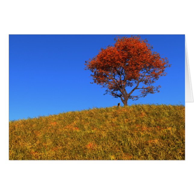 Limpar Cartão do Dia de Outono (Frente Horizontal)