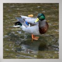 Limpar Poster do Creek Mallard Duck