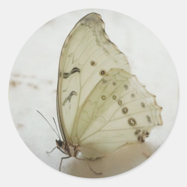 Limpar Selo da Borboleta / Rótulo / Adesivos (Frente)