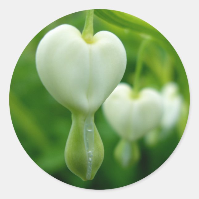 Limpe o adesivo de coração (Frente)