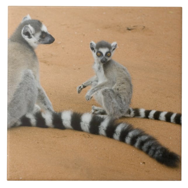 Limures, (Lemur catta), Berbastante (Frente)
