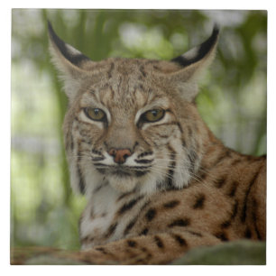 Lince 2_11x11