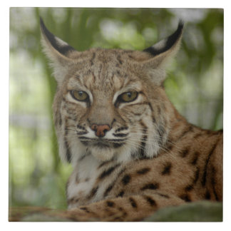 Lince 2_11x11
