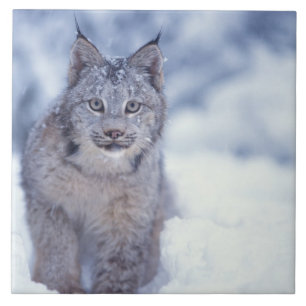 lince, lince do lince, na neve nos montes de