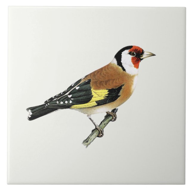 Linda ave Goldfinch Song (Frente)