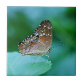 Linda Borboleta Danaus Plexippus na Folha.