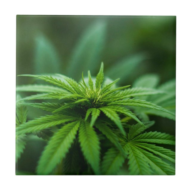 Linda Fábrica De Refeições (Frente)