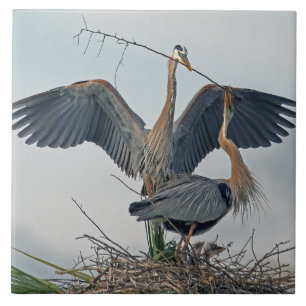 Linda família Blue Heron de Excelente (foto)
