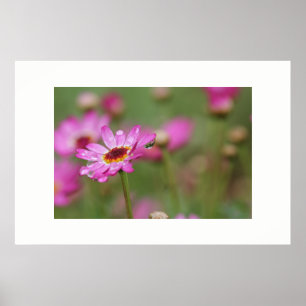 Linda Flor com Poster de chuva