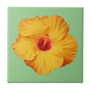 Linda flor de hibisco laranja