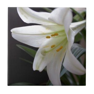 Linda flor de lírio de Páscoa branca pura em preto