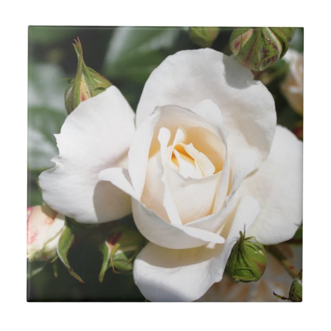 linda flor de rosa branca. amor e romance (Frente)