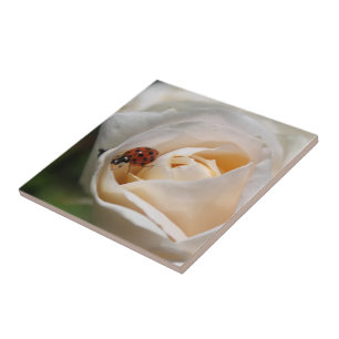 linda flor de rosa branca e joaninha